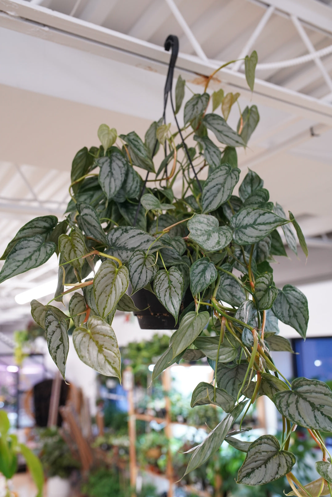 Philodendron brandtianum 'Brandi'
