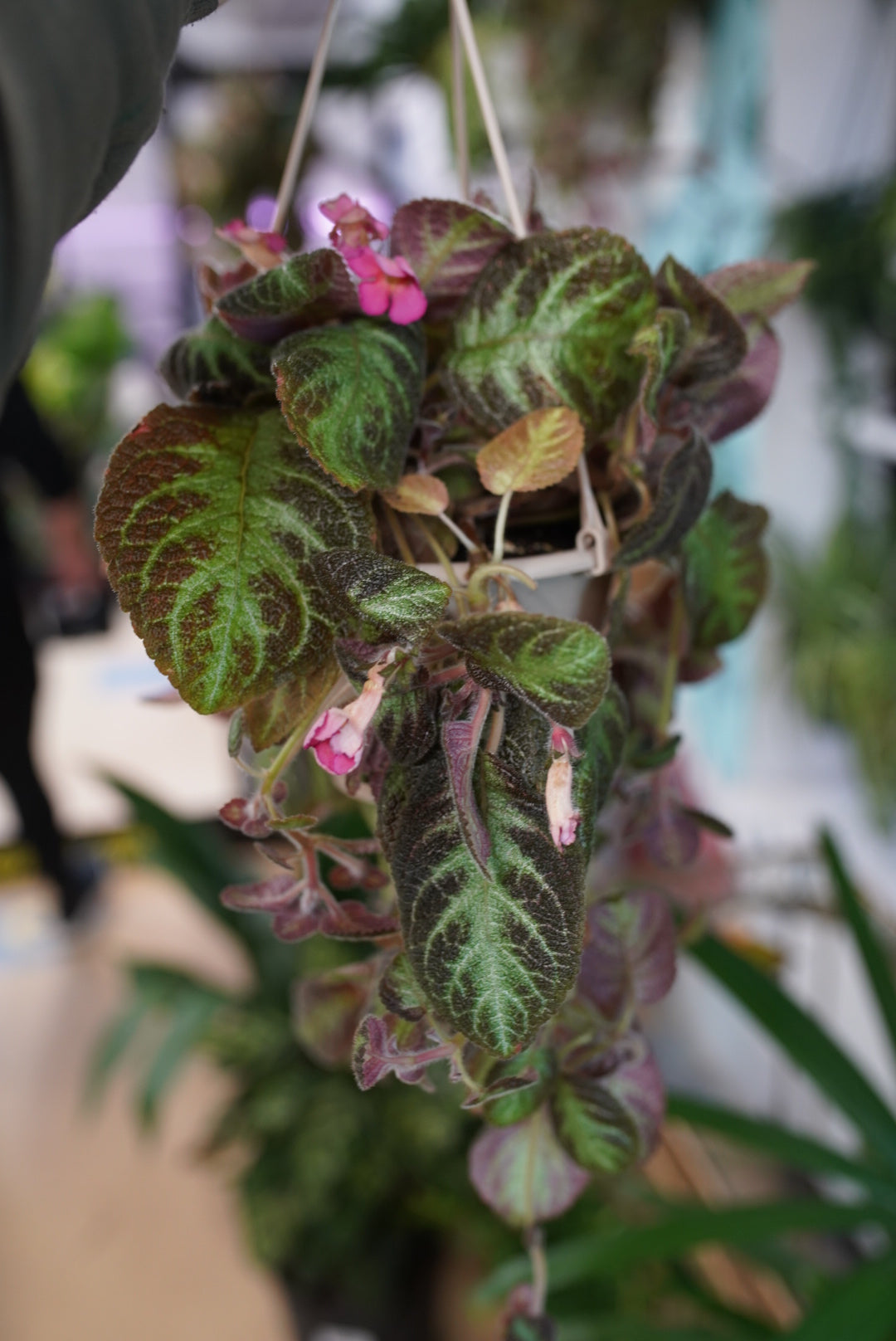 Episcia 'Pink Panther'