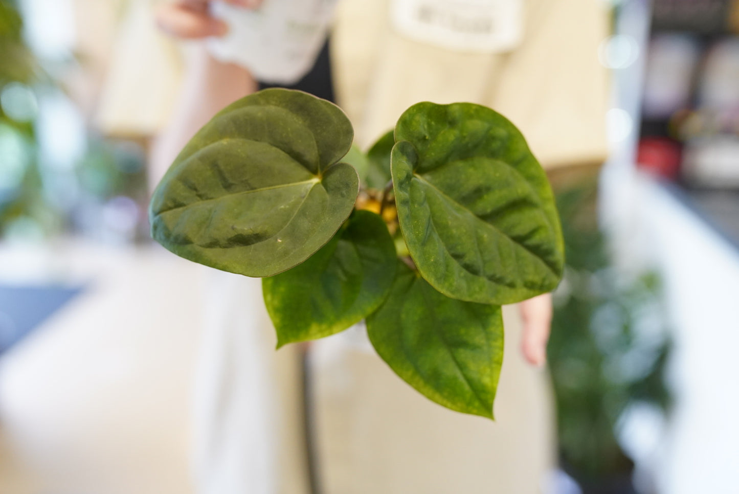 Anthurium Papillilaminum X Dressleri