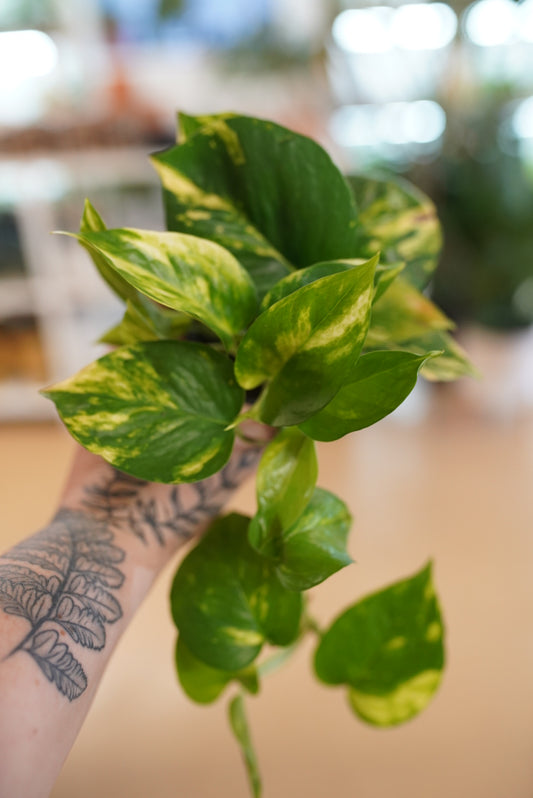 Hawaiian Pothos