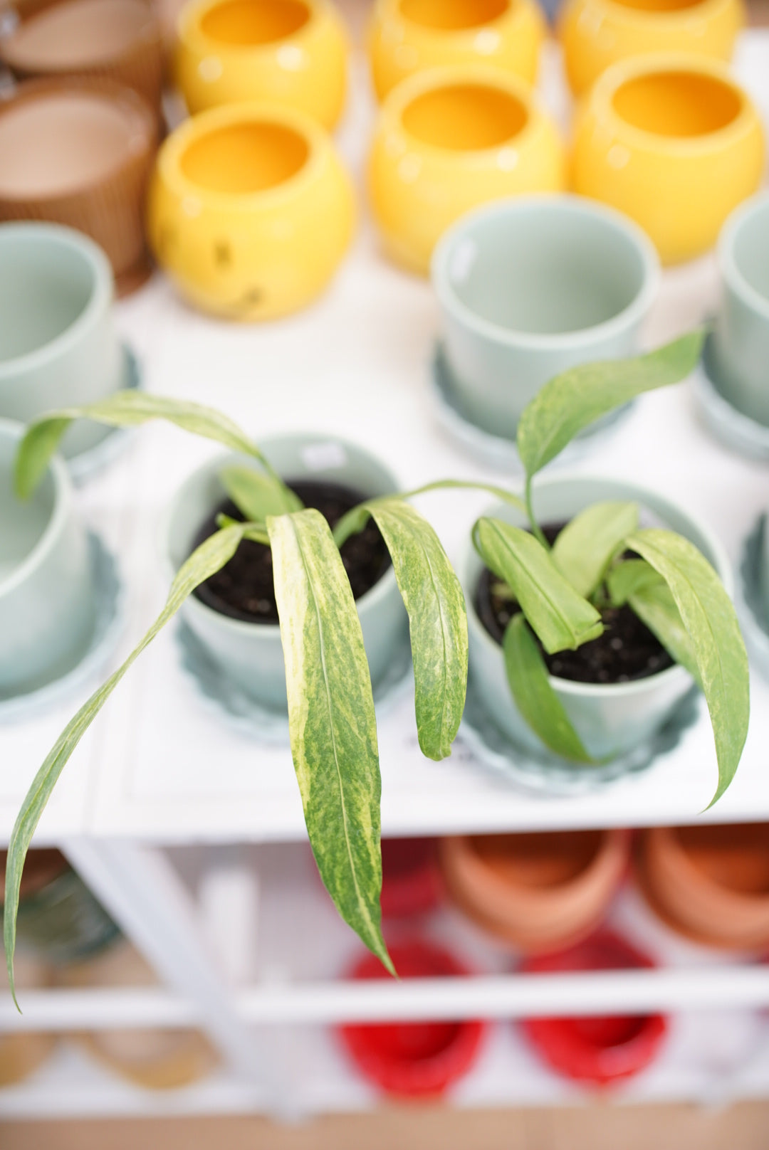 Variegated Anthurium Vittarifolium
