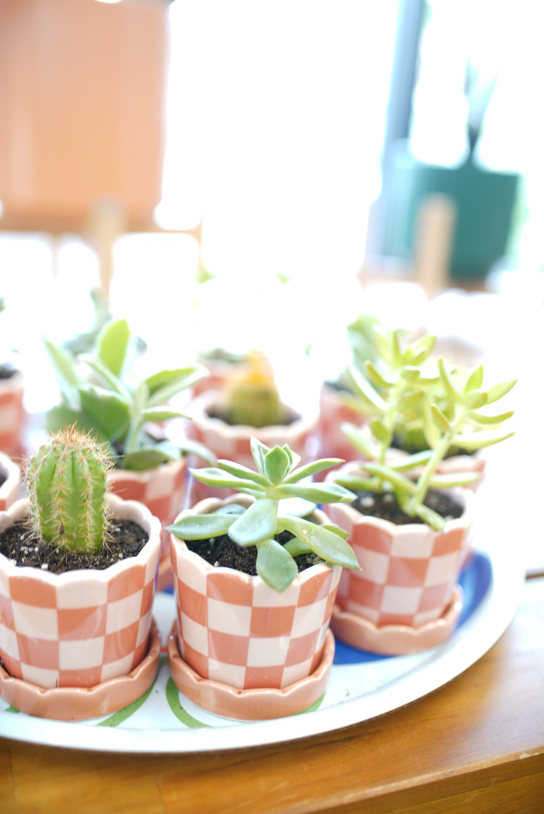 'Pretty in Prickles Bundle