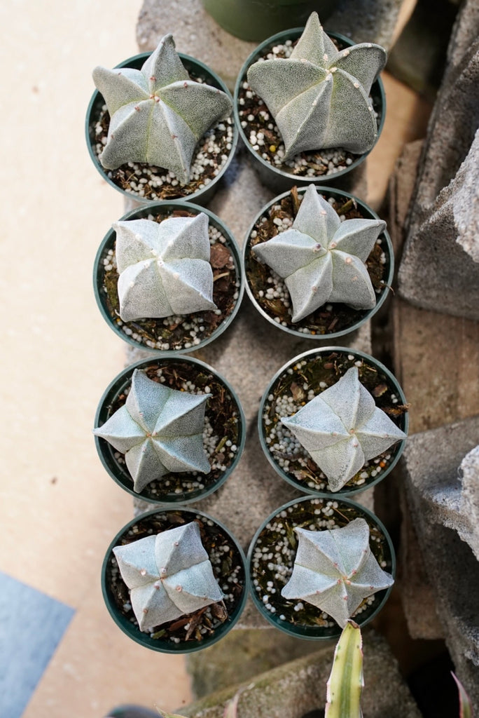 Bishops Cap Cactus (Astrophytum myriostigma)