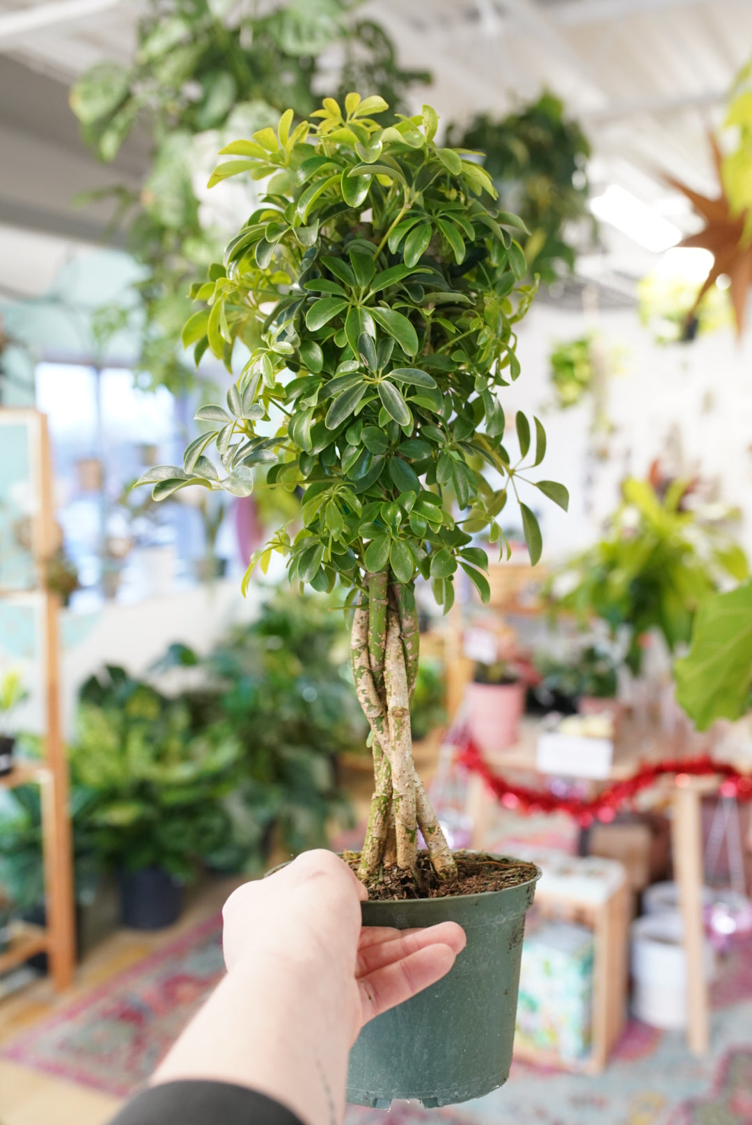 Schefflera (Umbrella Plant)