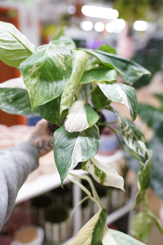 Monstera Lechleriana Variegata