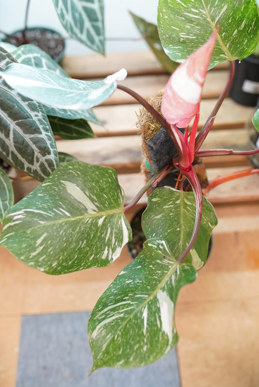 Philodendron White Knight Marble King