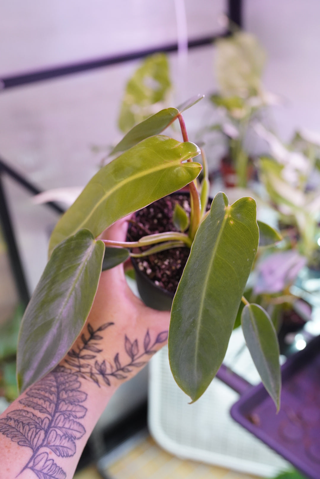 Philodendron spiritus-sancti