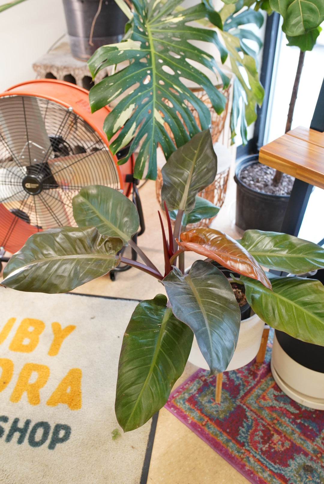 Philodendron 'Imperial Red'