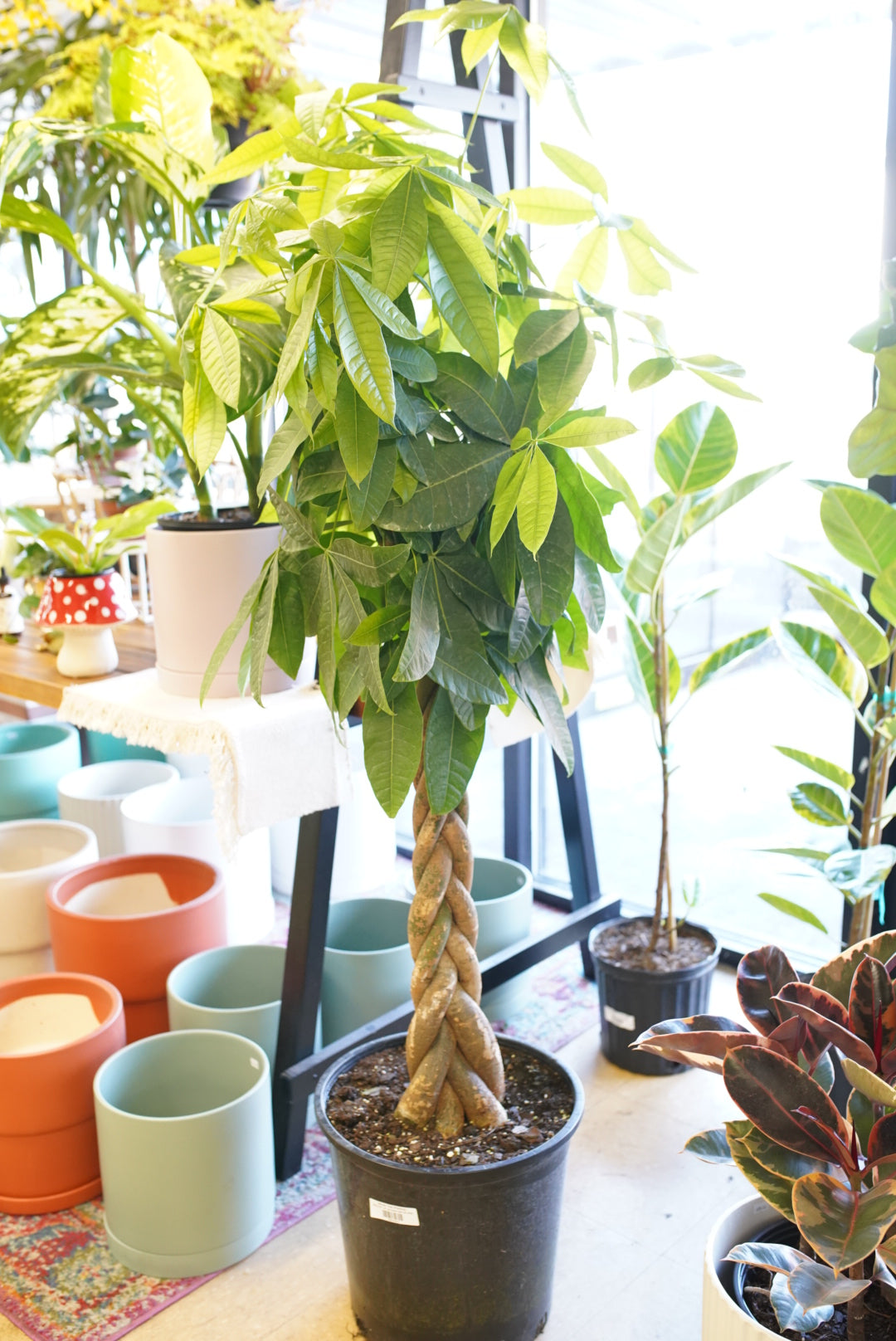 Money Tree (Pachira)