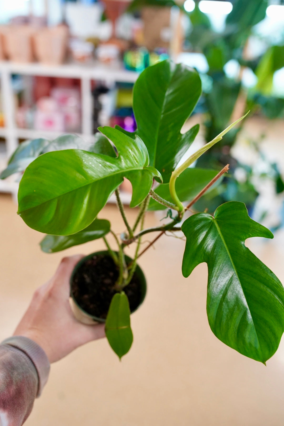 Philodendron Squamiferum