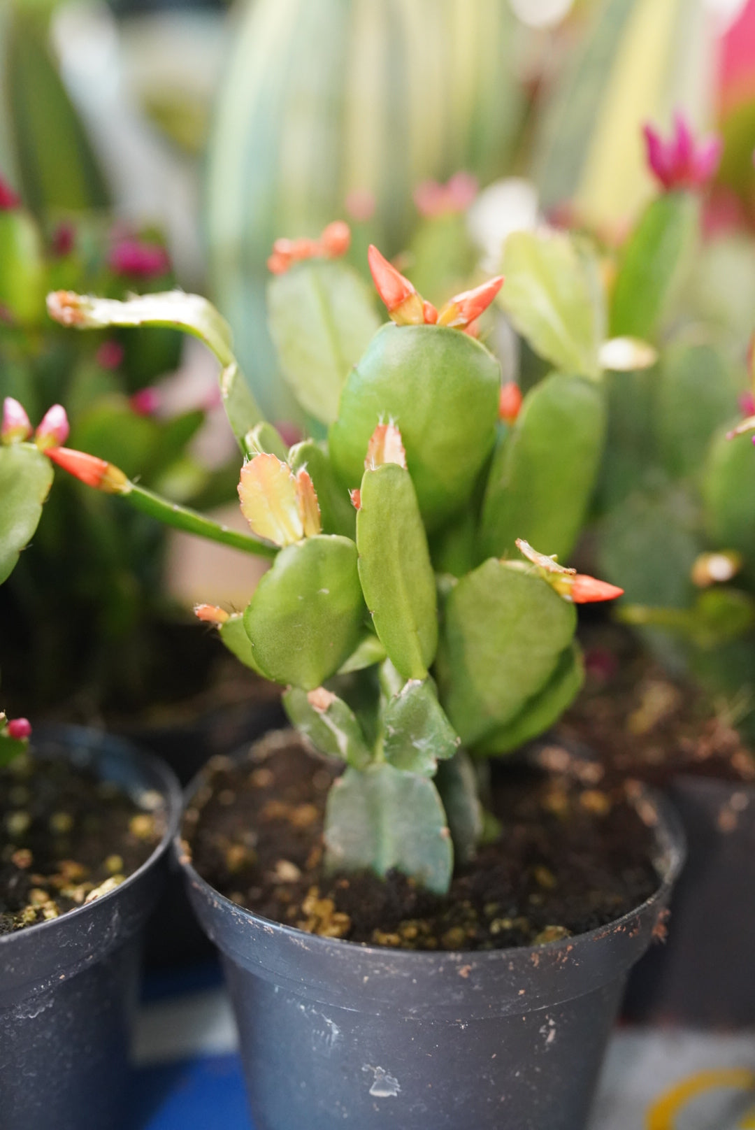 Spring/Easter Cactus