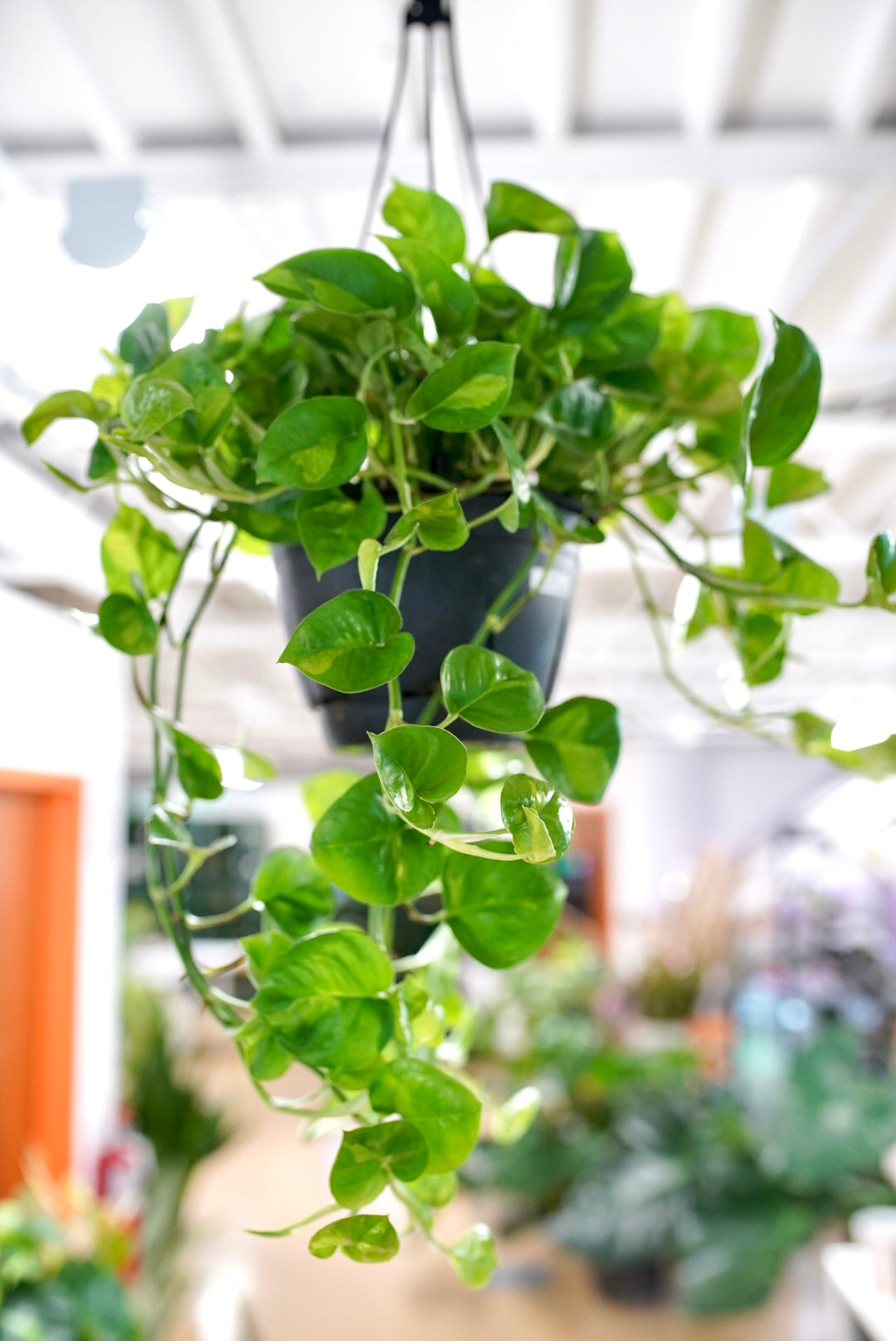 Epipremnum Aureum 'Global Green' Pothos