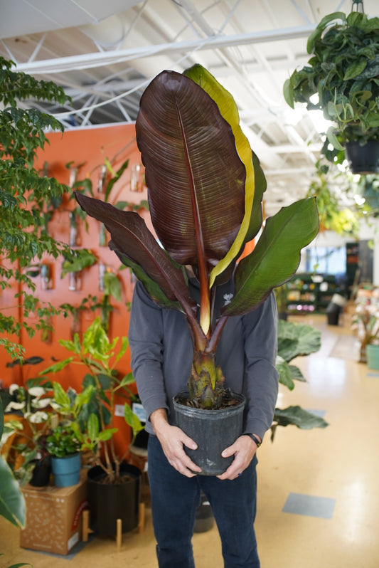 Banana-Ensete 'Maurelii'