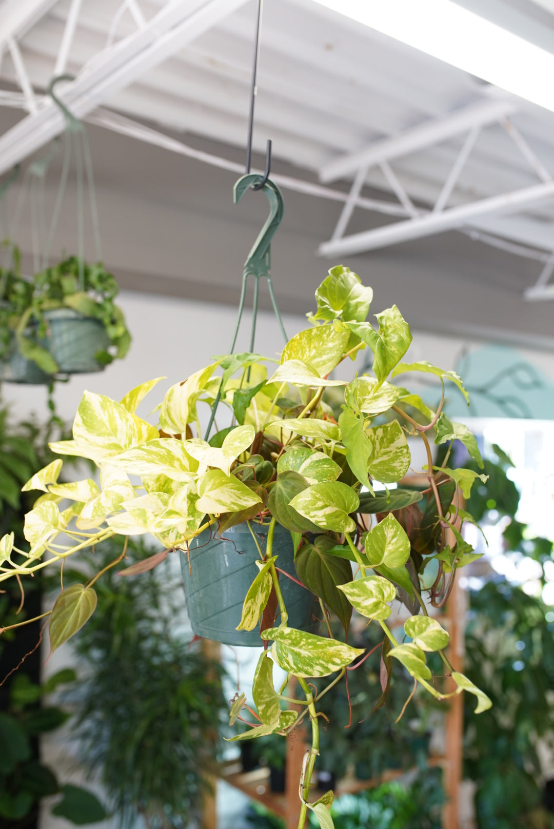 Mixed Hanging Basket