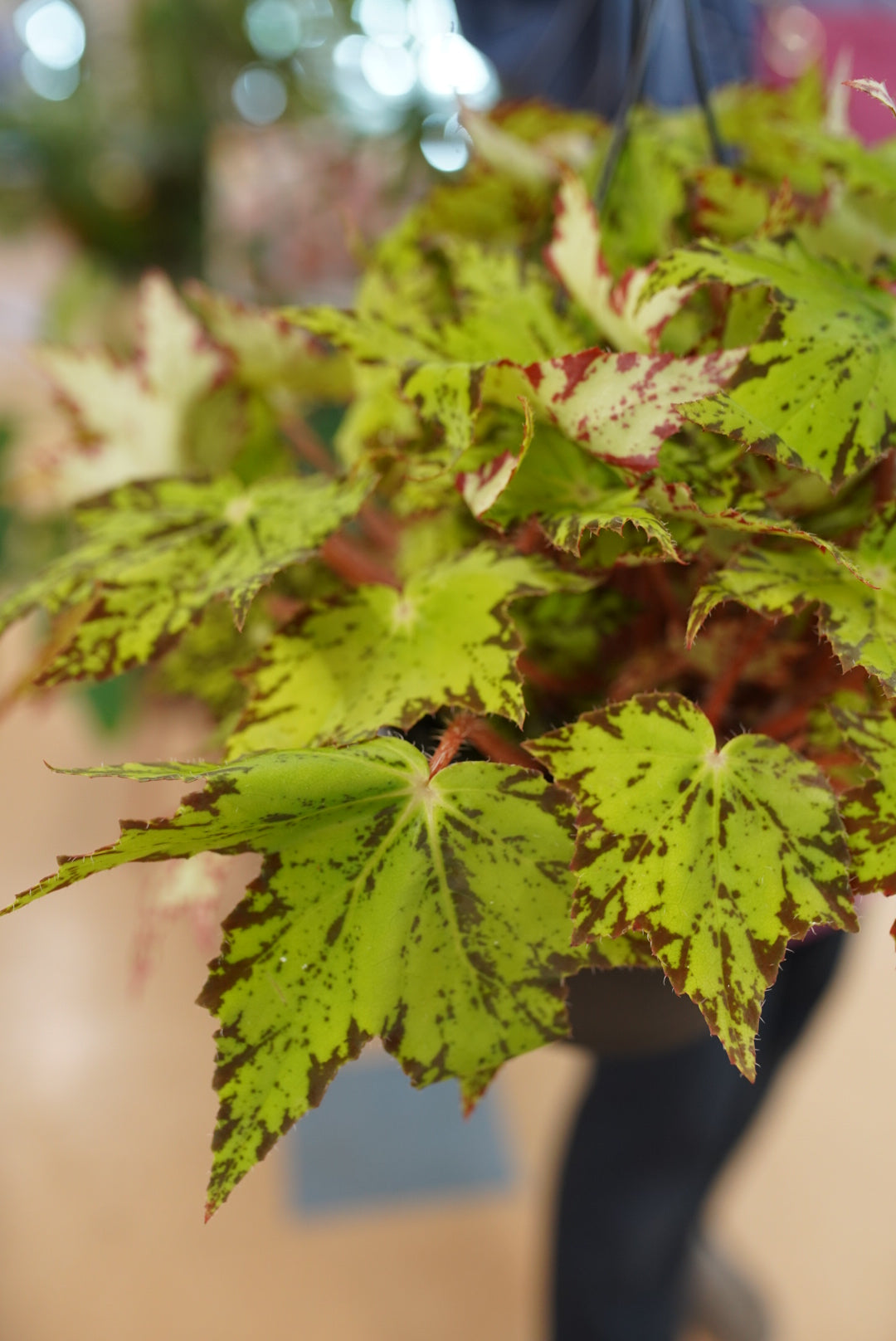 Begonia rex 'Geometry'