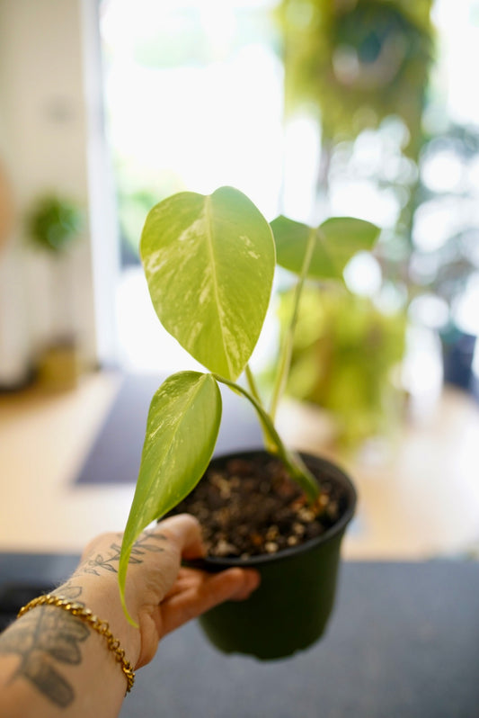 Monstera Albo