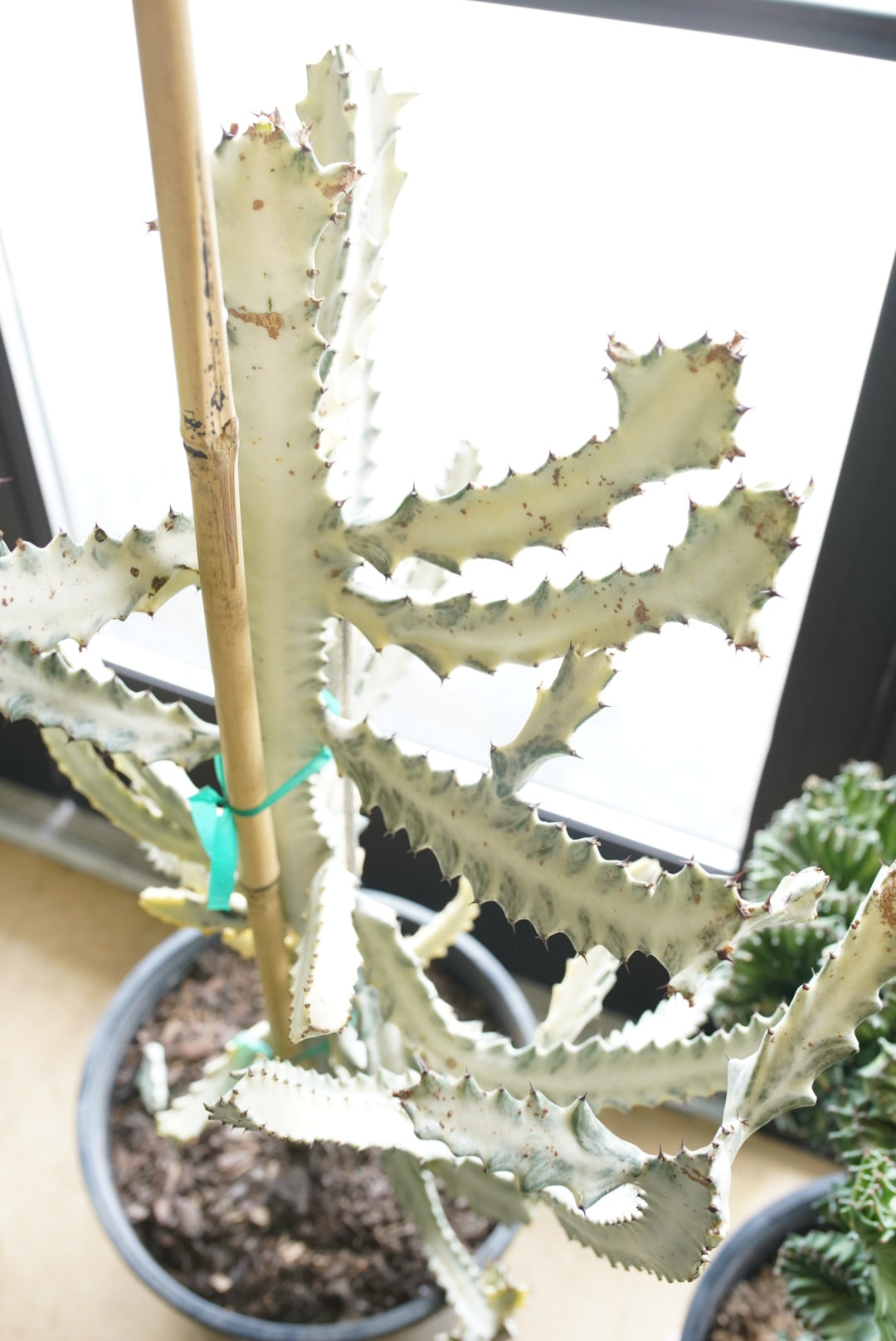 Euphorbia Lactea ‘White Ghost’