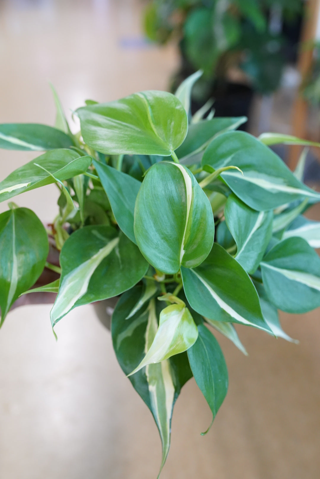 Philodendron Silver Stripe