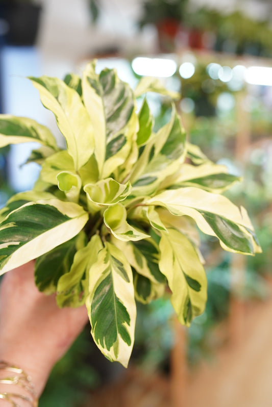Calathea Louisae 'Thai beauty'