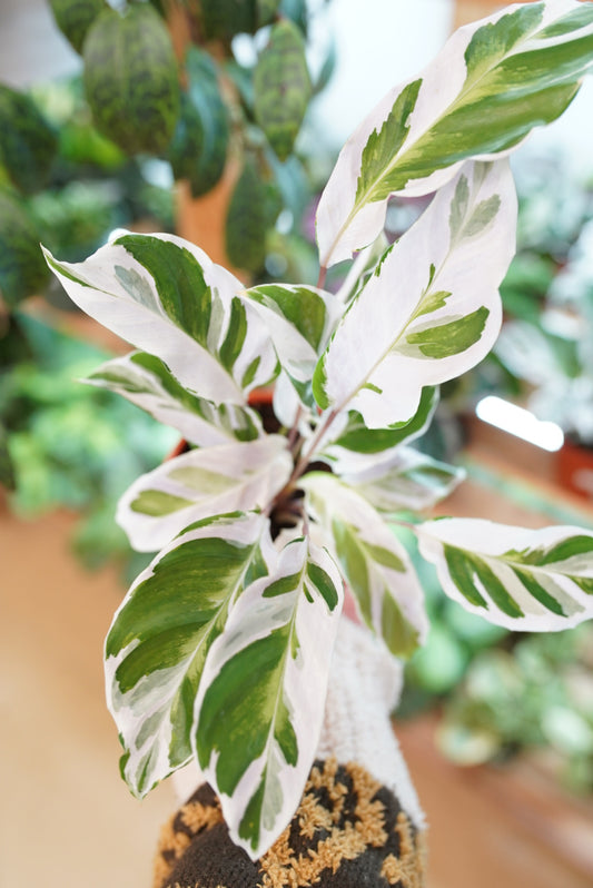 Calathea White Fusion