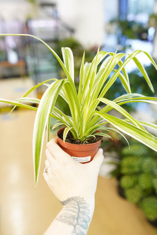Ocean Spider Plant
