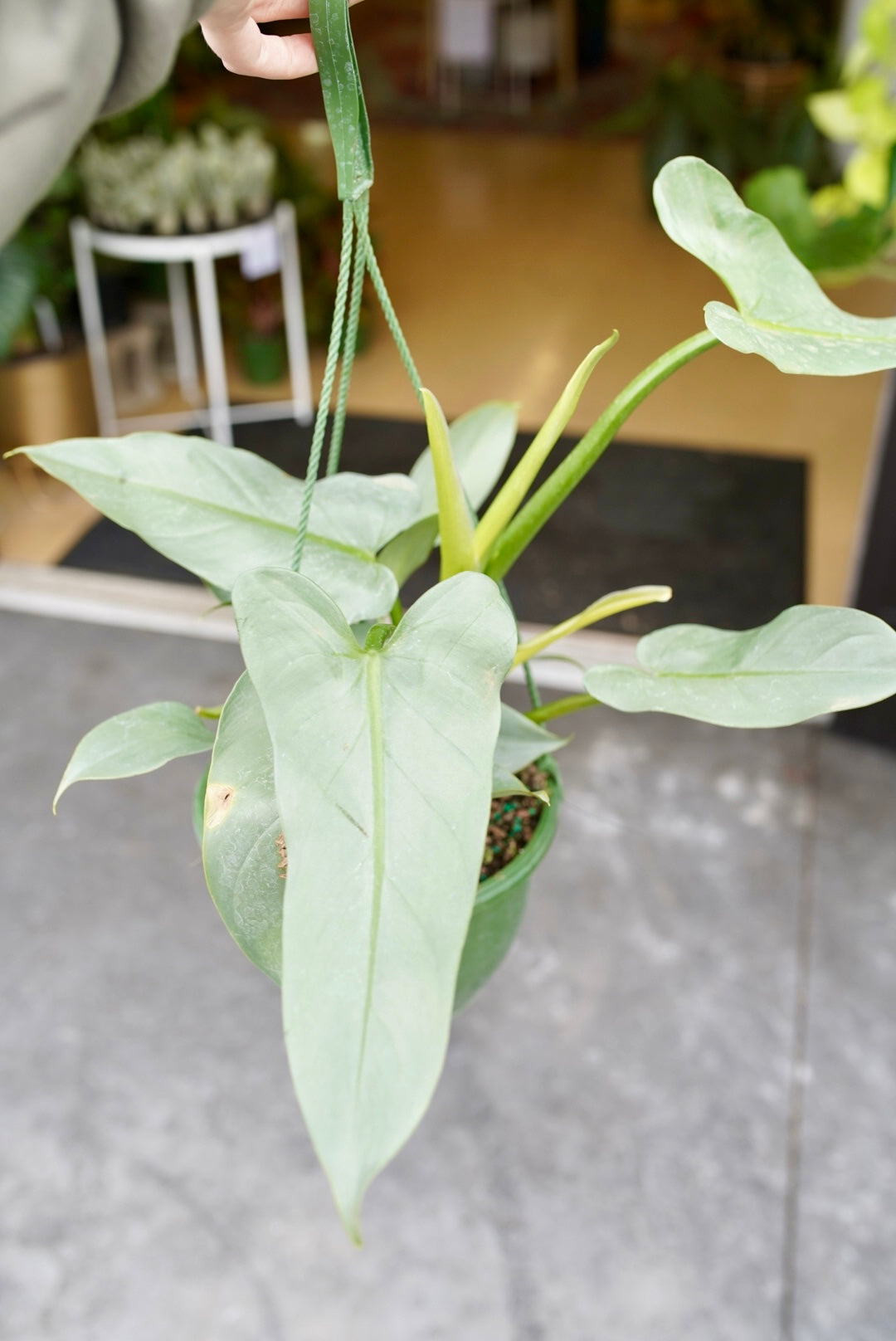 Philodendron Silver Sword