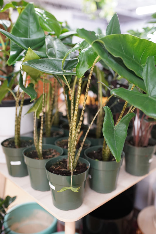 Alocasia Zebrina