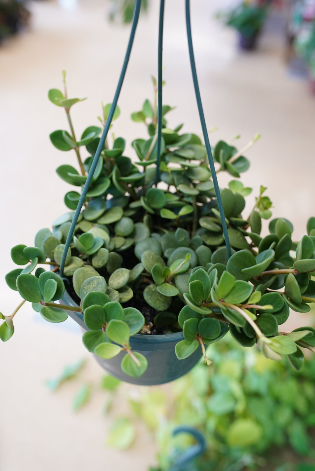 Peperomia tetraphylla 'Hope'