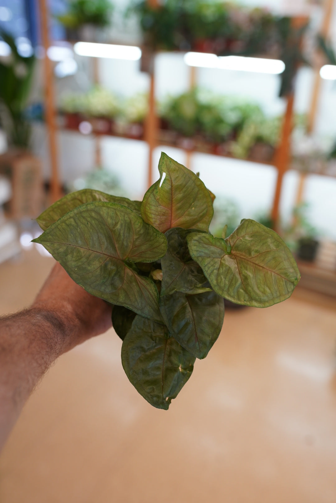 Syngonium podophyllum 'Maria"
