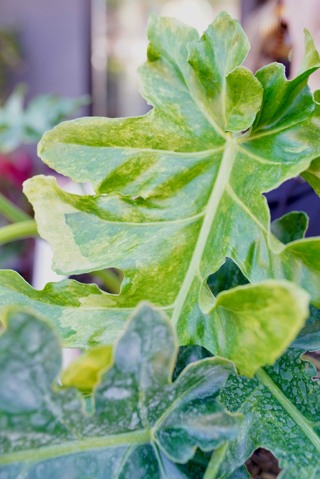 Variegated Philodendron 'Bob Cee'