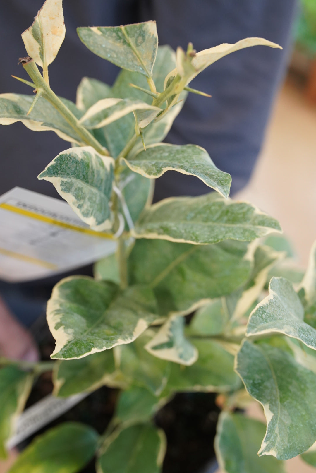 Pink Variegated Lemon Tree ‘Pink Lemonade’