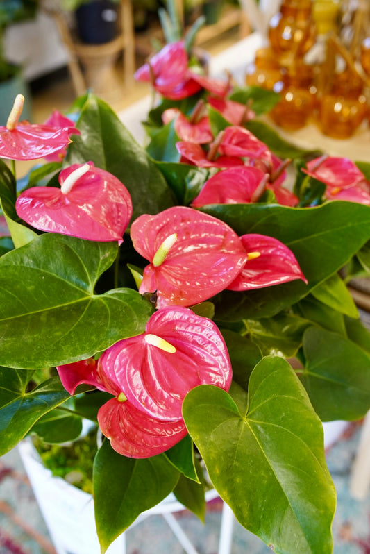 Anthurium 'Pink'