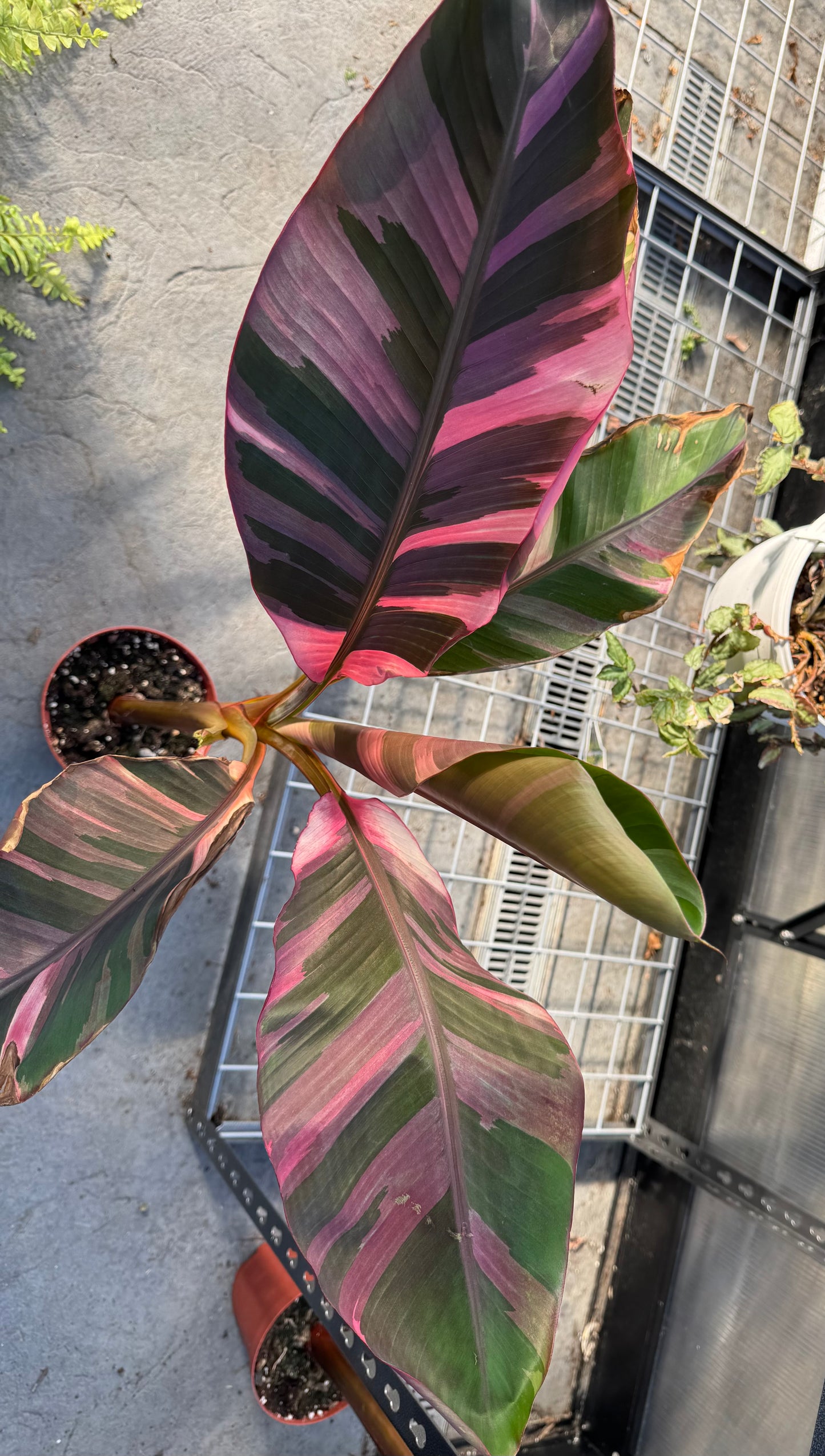 Musa Pink Nono Variegated Banana
