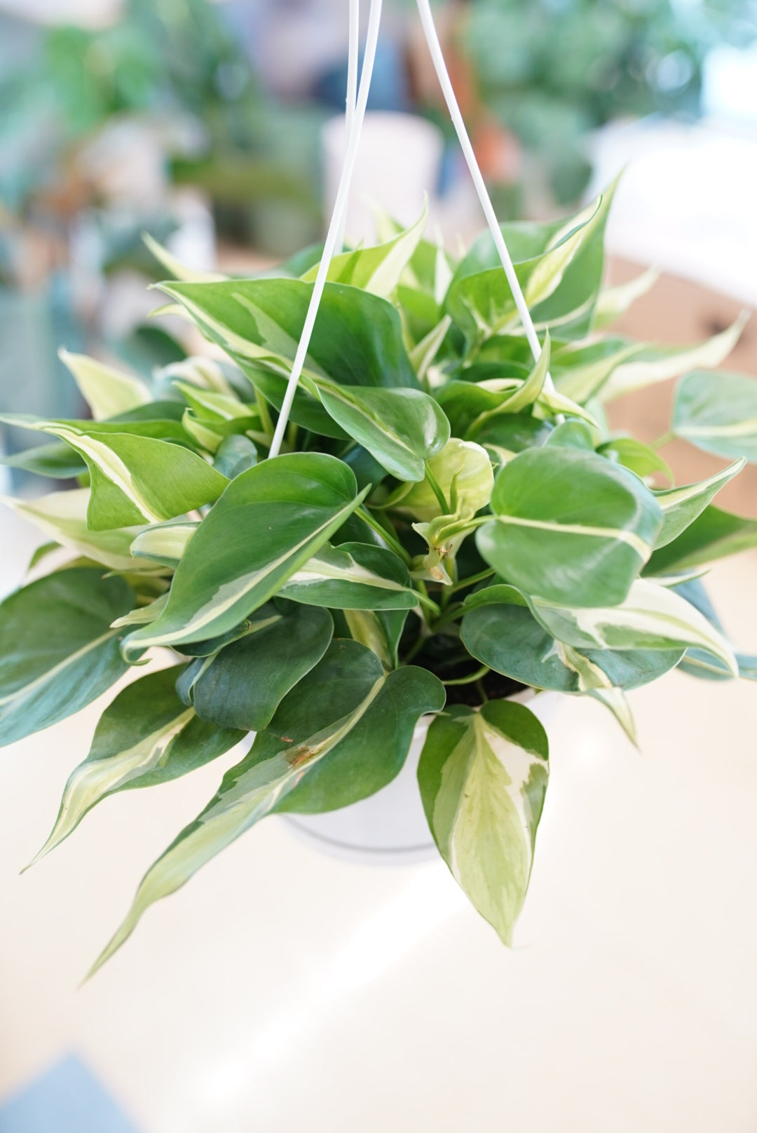 Philodendron Silver Stripe