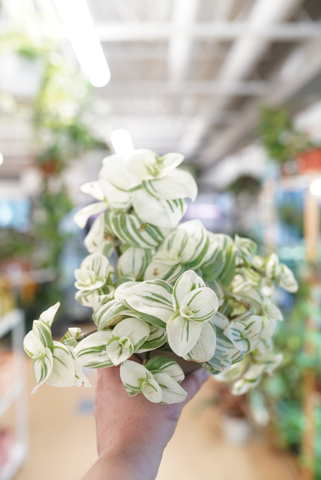 Tradescantia Green and White