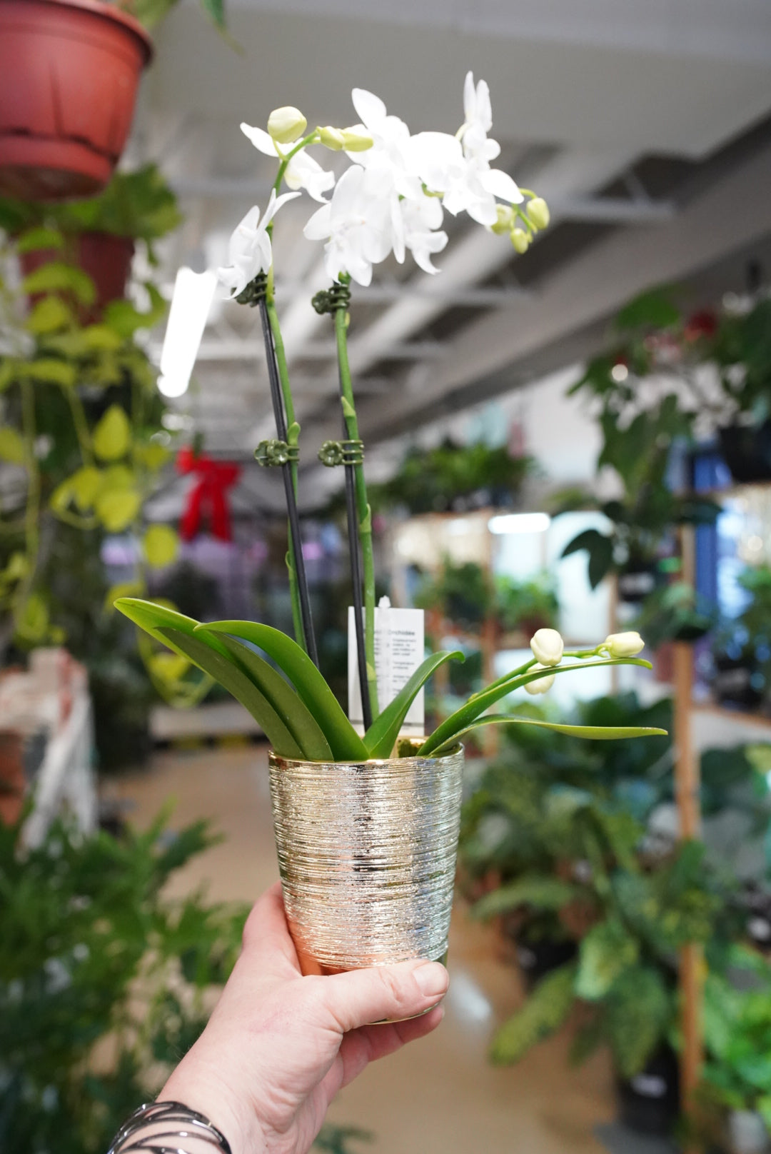 Holiday Orchid-Phalaenopsis