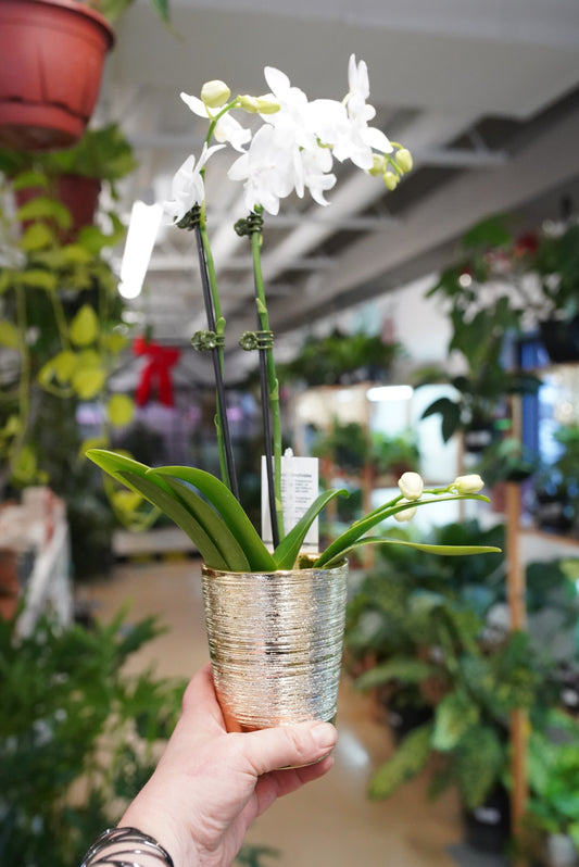 Holiday Orchid-Phalaenopsis