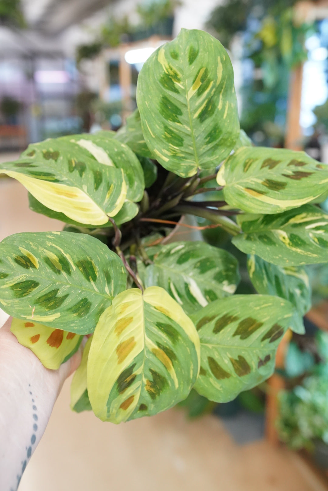 Maranta ‘Kerchoveana’ variegated