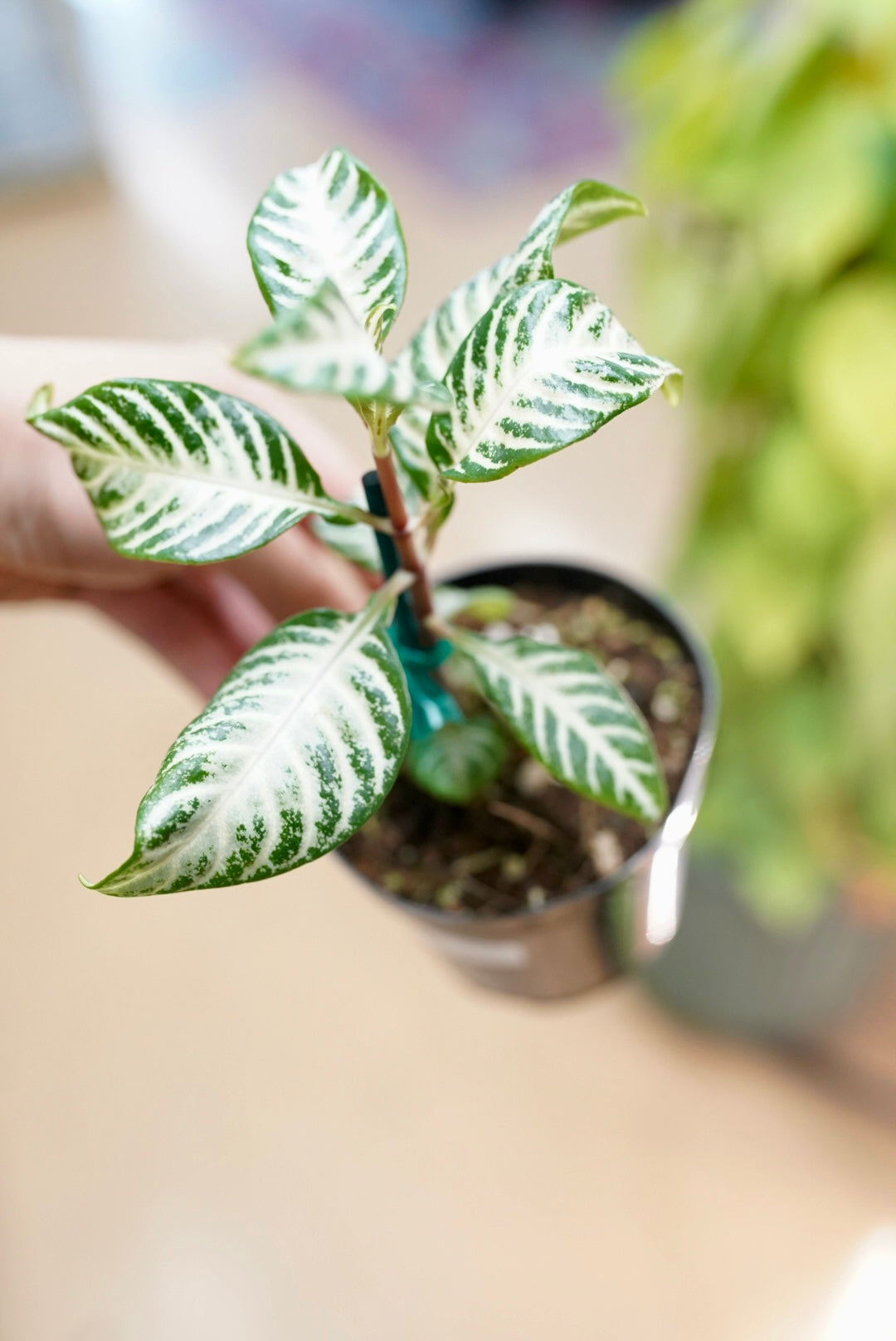 Aphelandra squarrosa 'Snow'