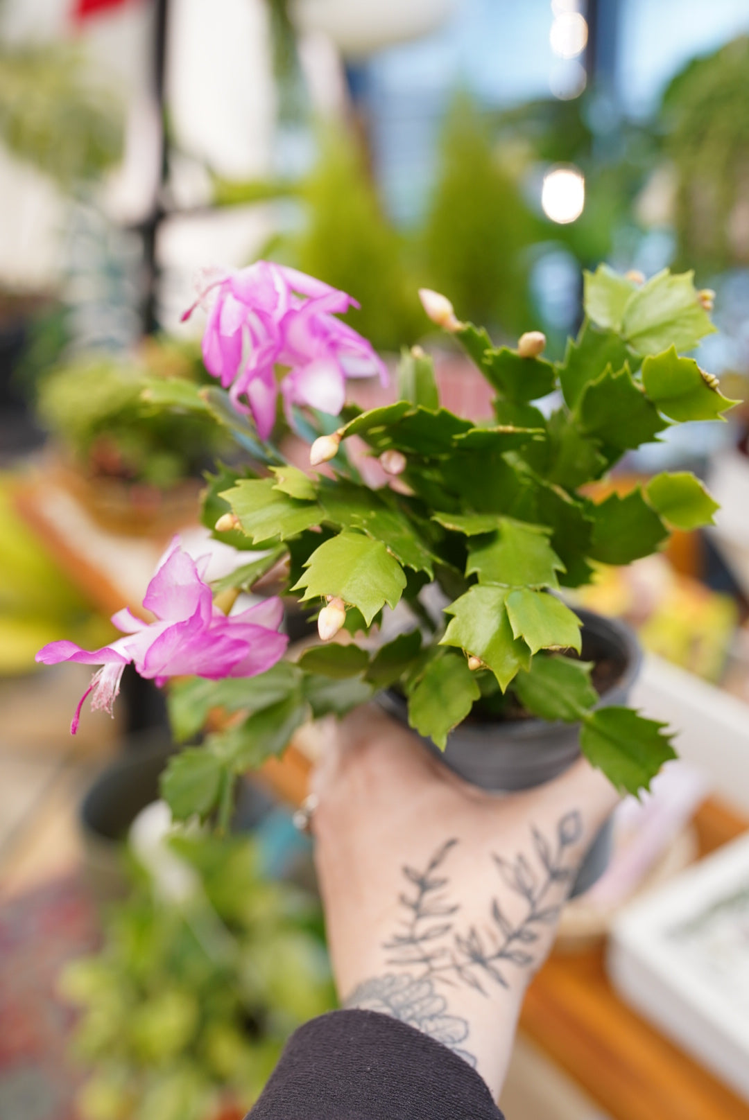 Thanksgiving Cactus (Schlumbergera truncata)