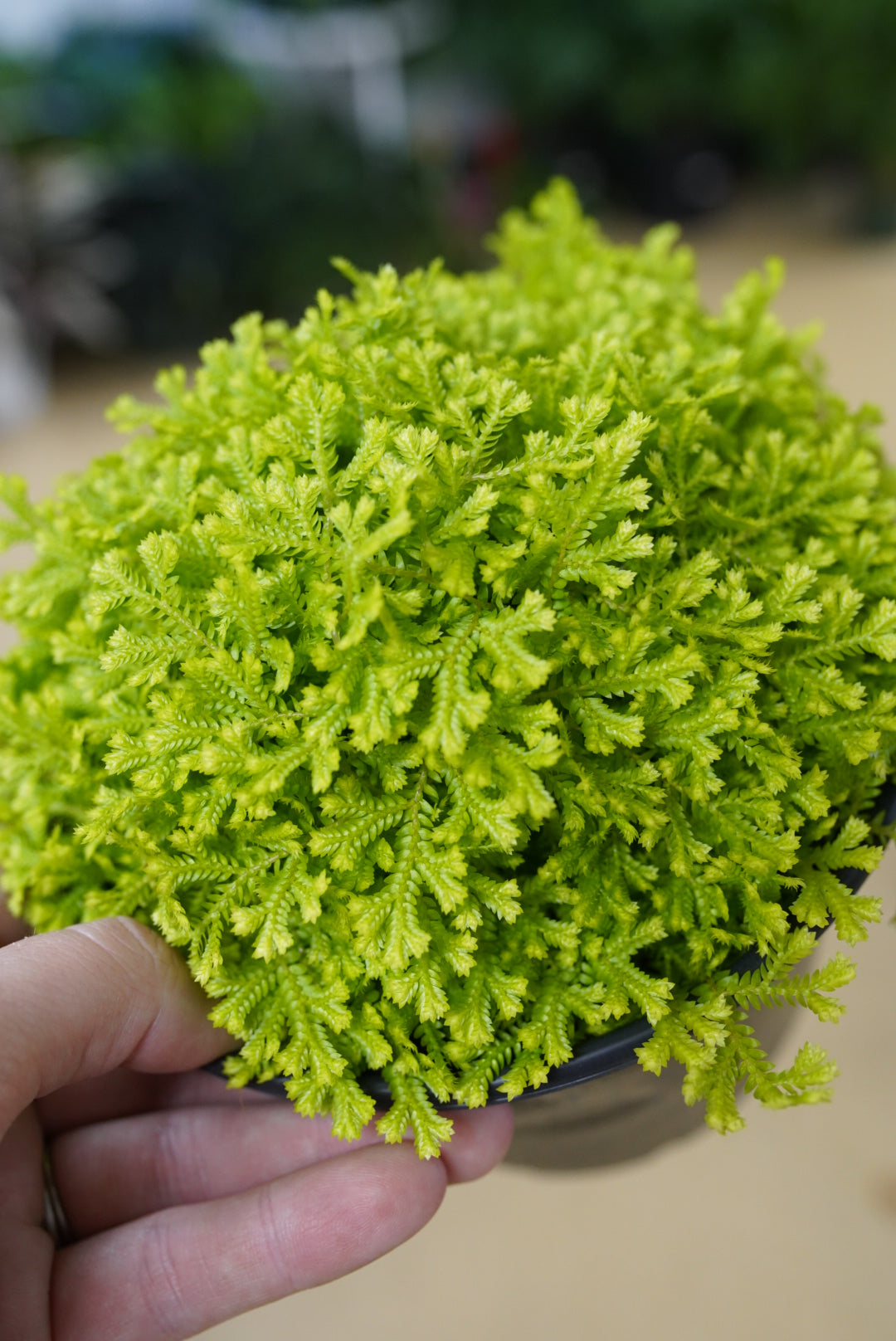 Selaginella Club Moss