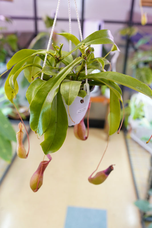 Pitcher Plants (Nepenthes)