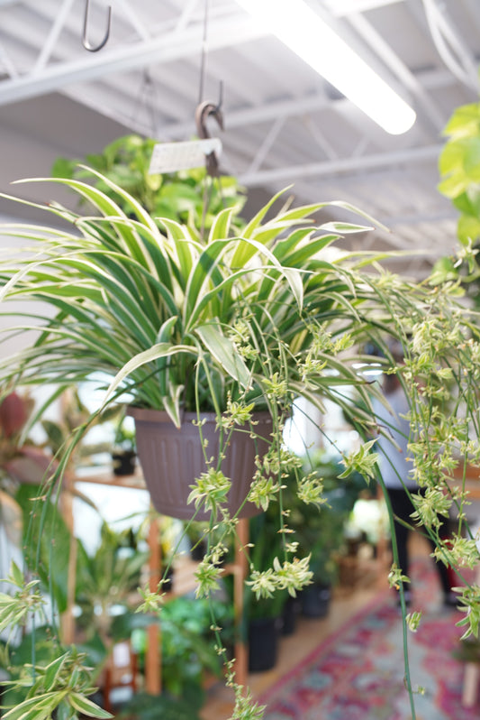 Variegated Spider Plant