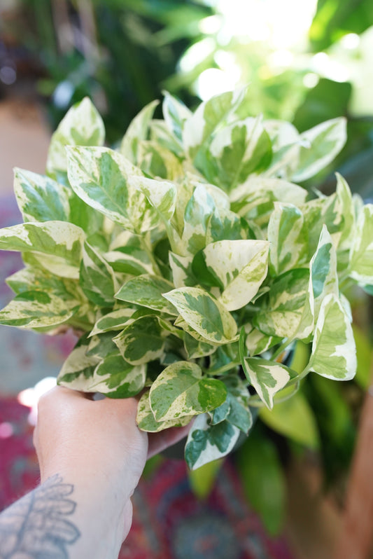 Epipremnum aureum 'N'Joy' Pothos