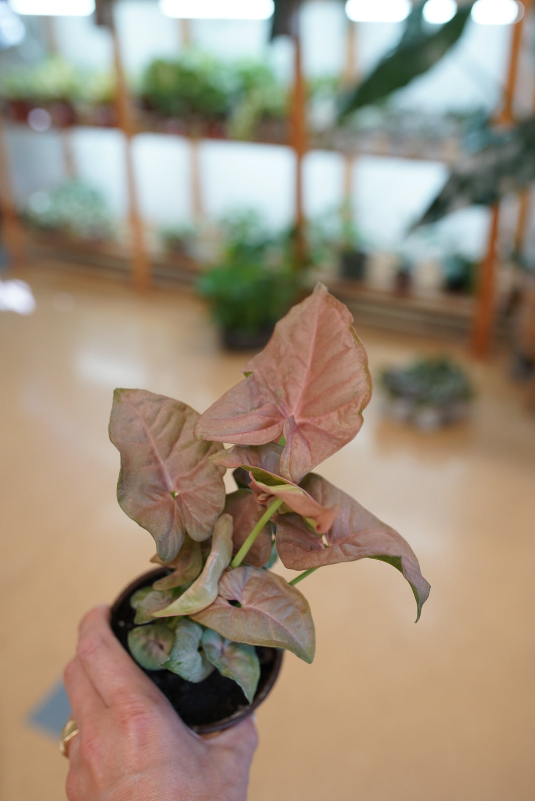 Syngonium Neon Robusta