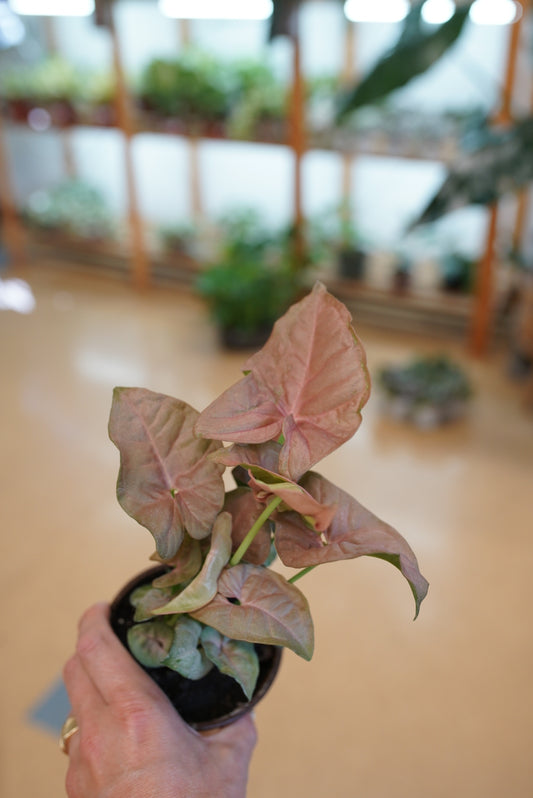 Syngonium Neon Robusta