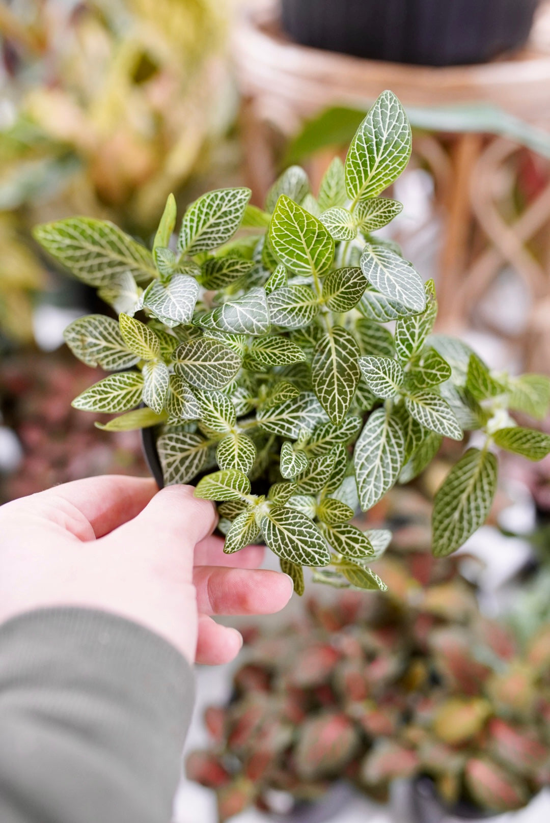 Fittonia assorted