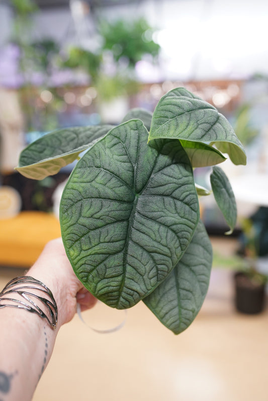 Alocasia melo