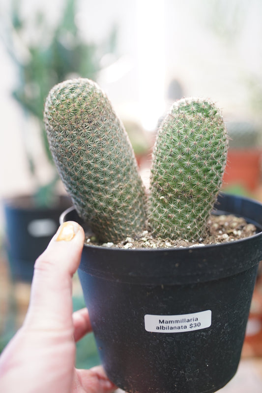 Mammillaria Albilanata