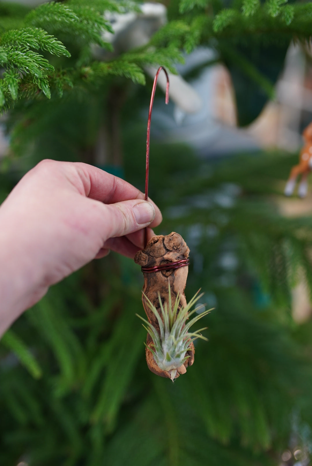 Tillandsia - Air Plants